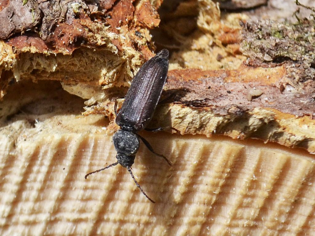 Cerambycidae: Tetropium castaneum?  No, Asemum striatum